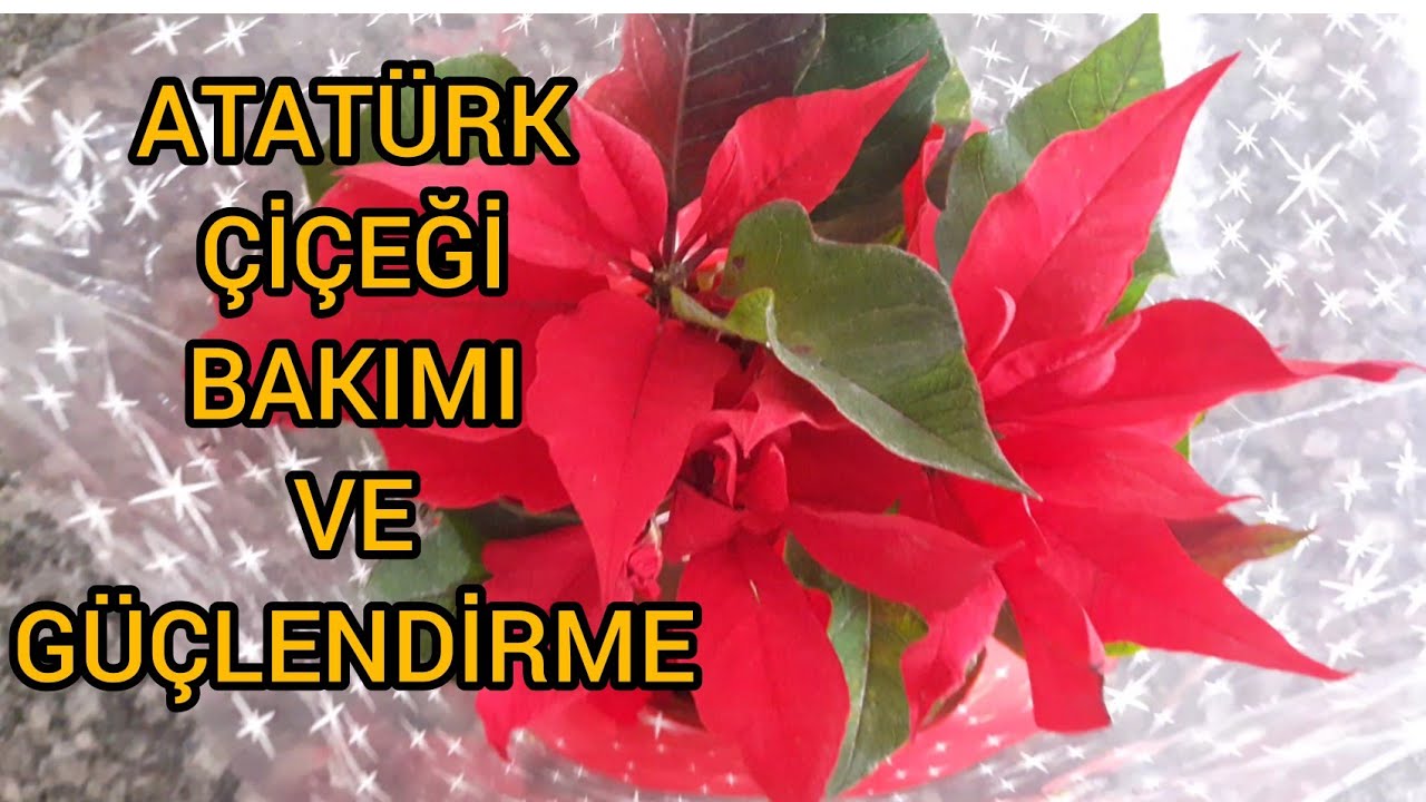 poınsettia (ATATÜRK ÇİCEĞİ) bakımı nasıl olmalı - Atatürk çiçeği sulama, budama, yaprak döküyorsa ?