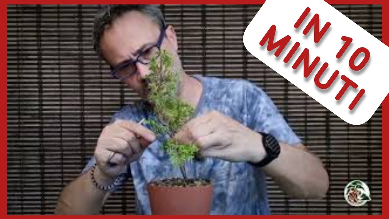 Da talea a bonsai in 10 minuti: per principianti!