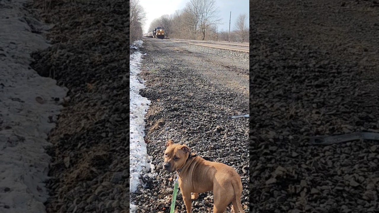 Dog looks for an NS Train while a CSX train approaches! #shorts #dog #csx #watch #trending #yt
