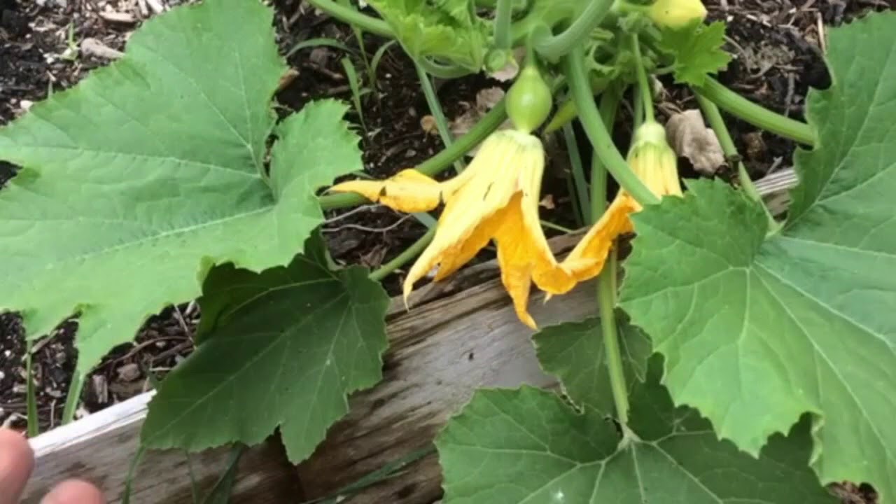 Welcome to the Best Garden Channel on Youtube!