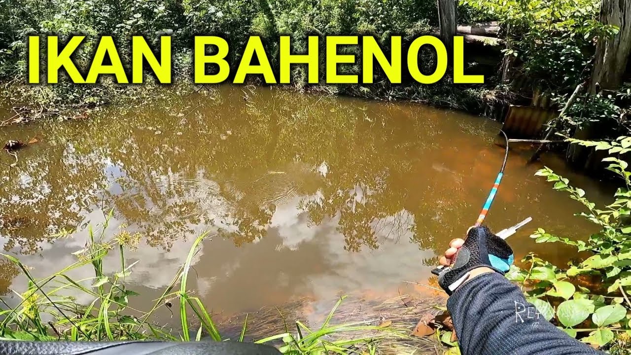 IKAN BAHENOL vs ORANG ARAB