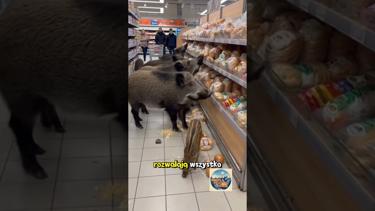 Dziki w sklepie! #shorts #viral #polska #funny #sora2