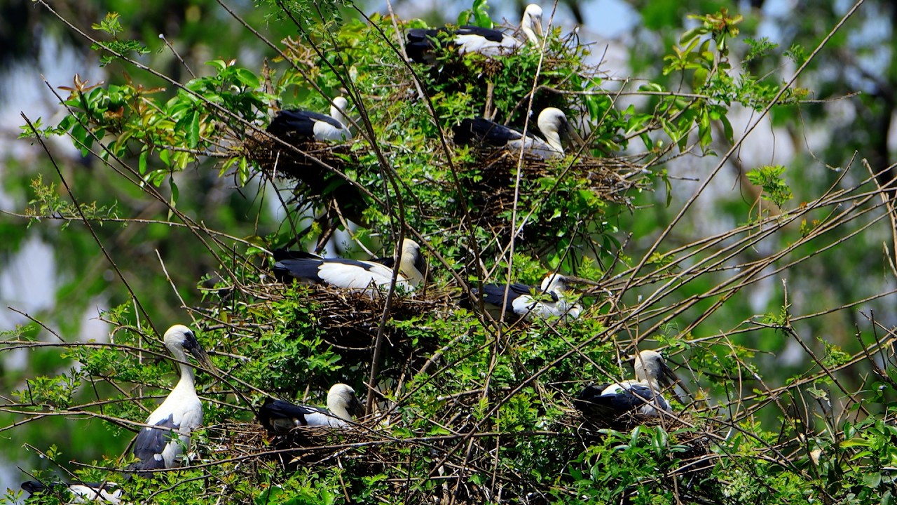 Wonderful Of Geography Unlocking Flooded Forest Where Millions Of Bird Lives with Peace 0045
