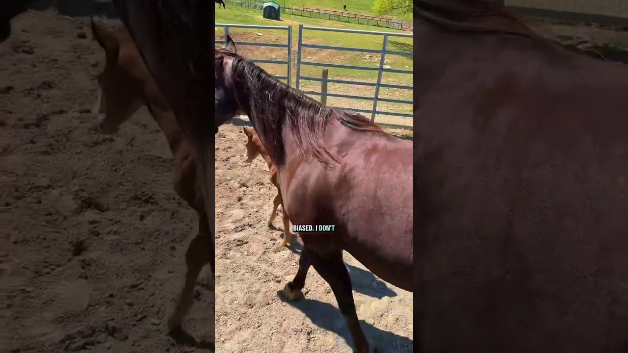 Энни вывела своего малыша на улицу! 🐴❤️