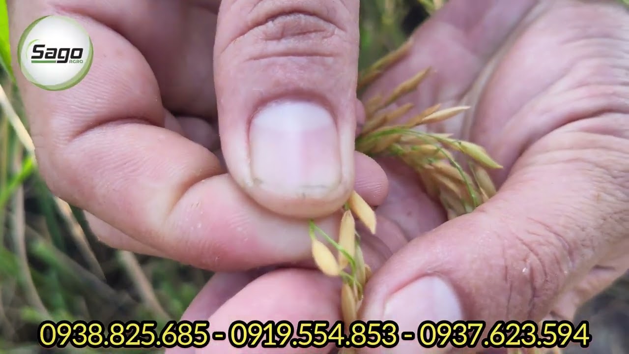 LÚA ST24 NĂNG SUẤT 1.290KG/ HECTA - TRÚNG ĐỨNG ĐỒNG CÙNG QUY TRÌNH SAGO