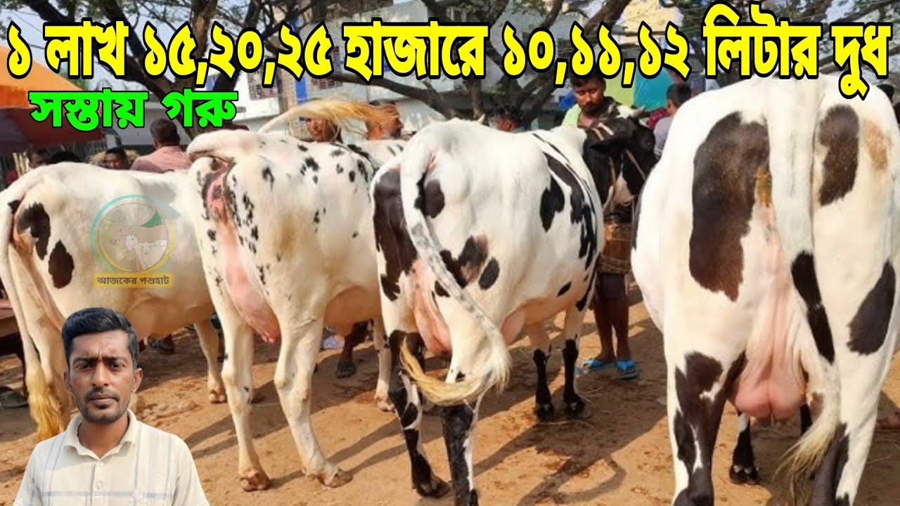 মাত্র ১১৫ হাজারে ১০ লিটার দুধ ও ১১৮ হাজারে ১২ লিটার দুধের আড়া গরুর কালেকশন! অগ্রিম টাকা লাগবে না।