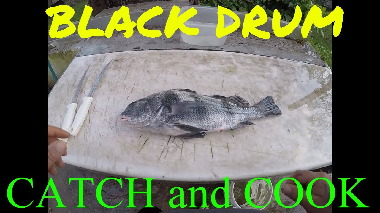 BLACK DRUM catch and cook