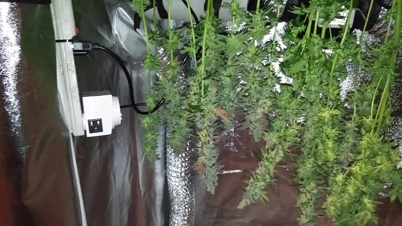 Grape Ape Harvest.