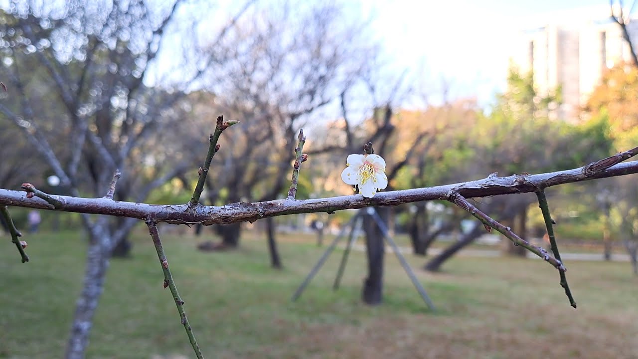荔枝公園｜如何從香港前往深圳荔枝公園梅園｜紅岭站｜梅花｜深圳一日遊｜福田口岸｜深圳好去處｜大灣區旅遊｜北上消費｜攻略｜免費入場｜琴小站｜免費租琴房｜Shenzhen｜Lychee Park plums