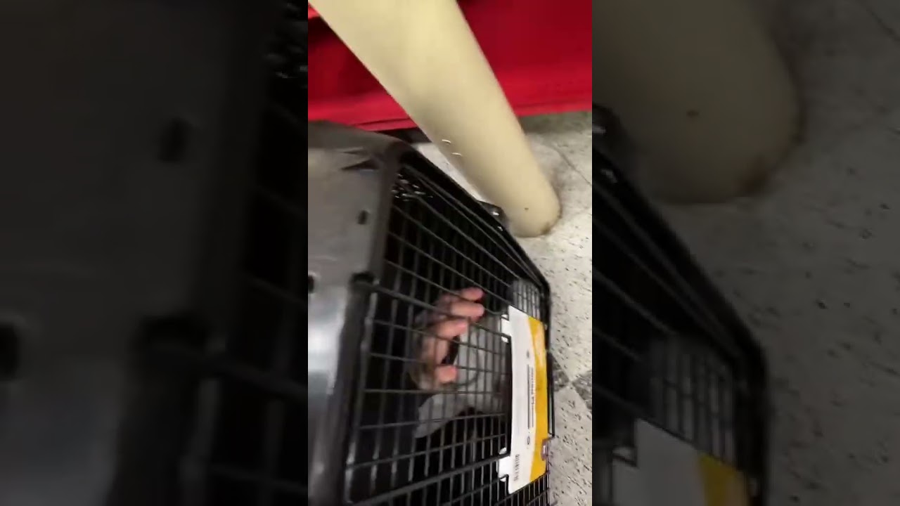 Заперла своего жениха в собачьей клетке в Petco 