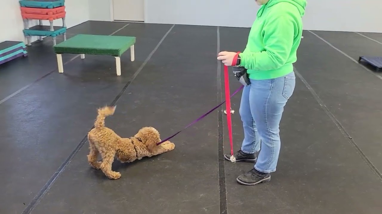 Lucy the Goldendoodle | Board & Train Week 1 | Potty Training & Bell Introduction | Best Paw Forward
