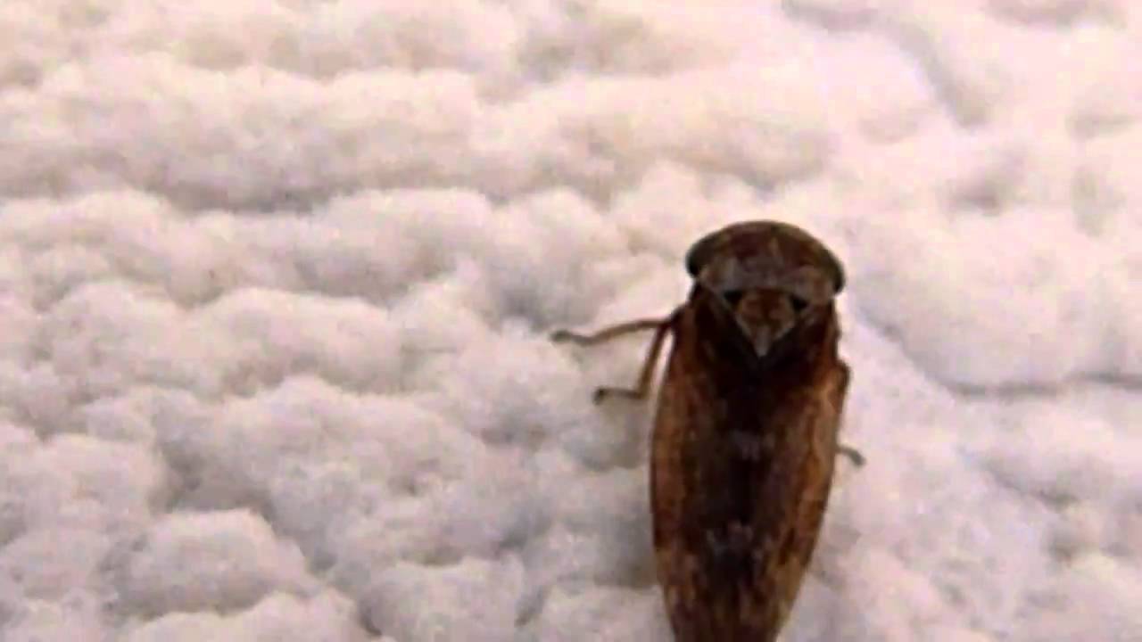 Big fat Bug - The Escape