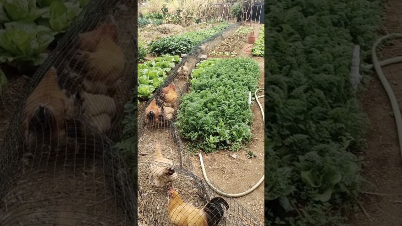 Unique Raising Chicken in Foldable Tunnels #farmingtech @HappyFarm85