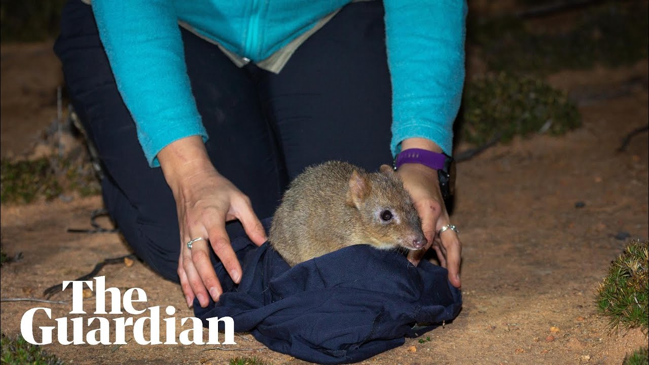 Brush-tailed bettongs released into Mount Gibson sanctuary