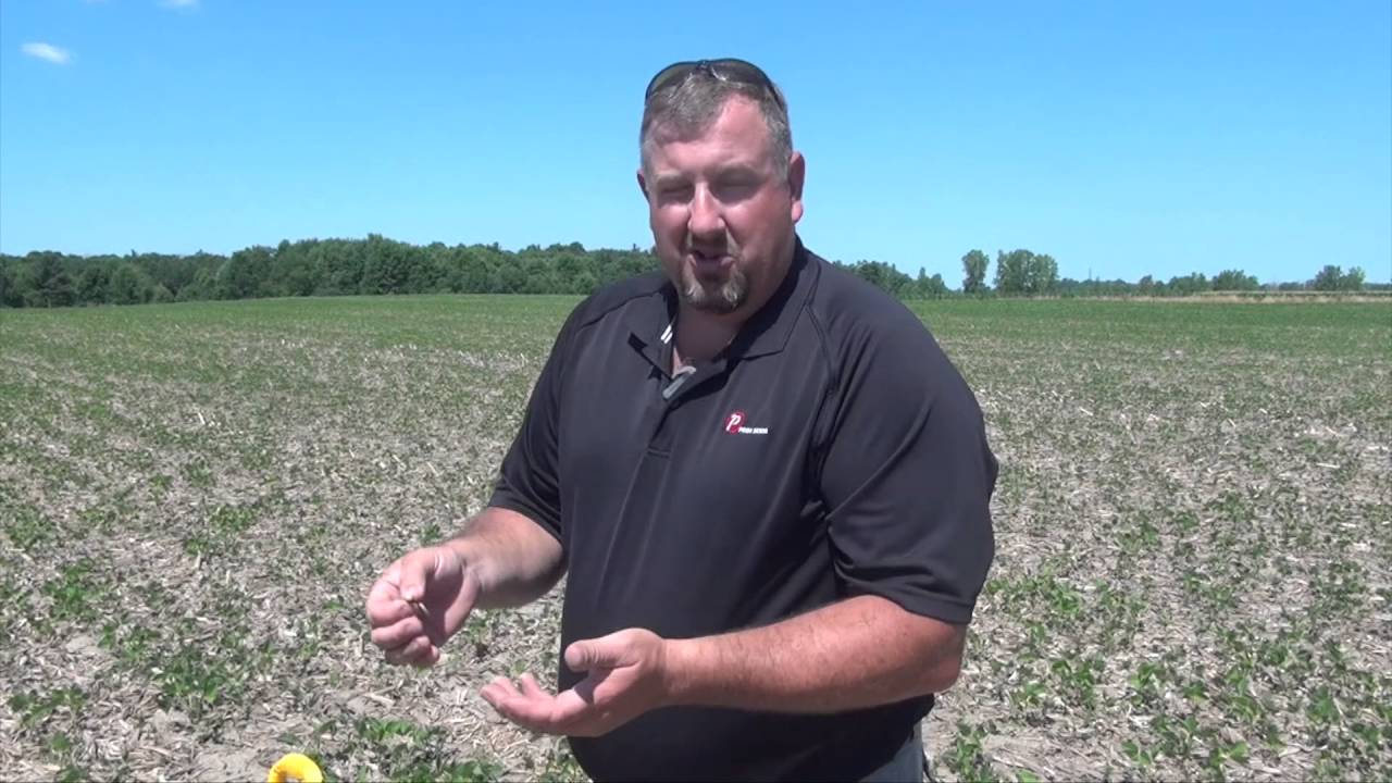 Soybean School: How Long Can Planted Seed Wait for Rain?