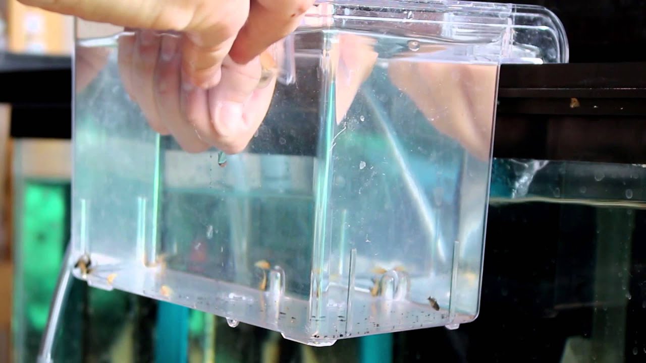 How To Strip African Cichlid Fry