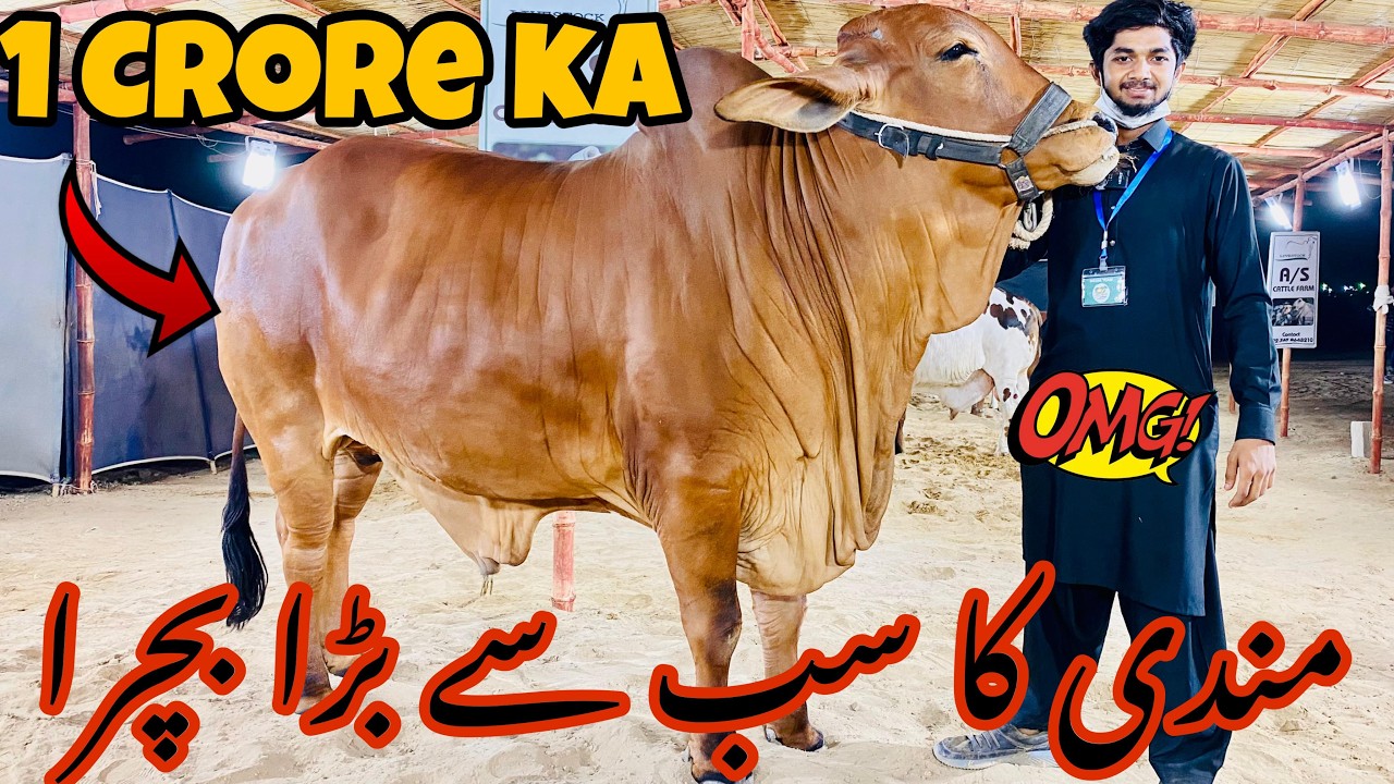 Northern Bypass Mandi Rates & Bargaining | VVip Block Update | Cow Mandi |Bakra Eid Season 2025#cow