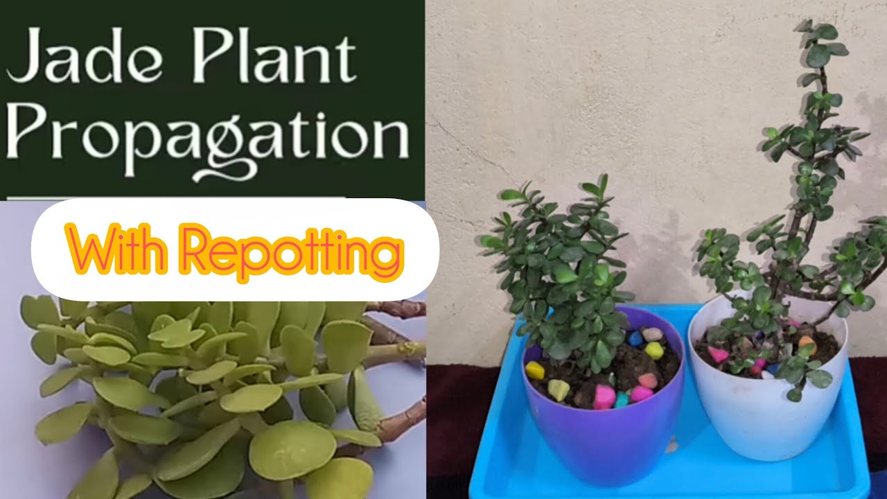 JadePlant Propagation withCare tips/How to Repot CuttingsGrow Grown from Cuttings With Good Soil Mix