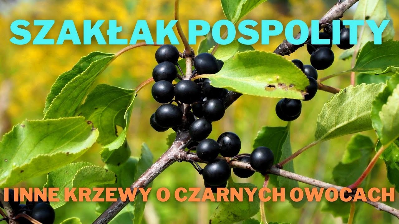 Szakłak pospolity i inne krzewy o czarnych owocach
