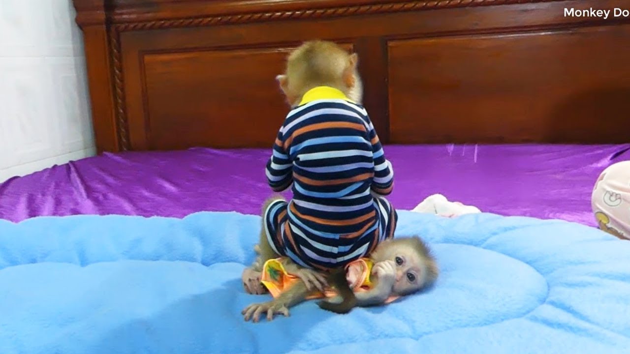 0hG0d [King Of Spoil ] He Sitting On Zuji Coz Jealously, When Sleep He Cannot Sleep Without Hug Zuji