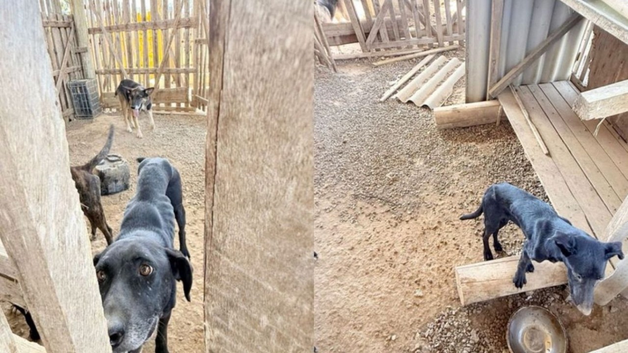 Homem é preso em flagrante após polícia encontrar cães desnutridos e um animal morto em Rio do Sul