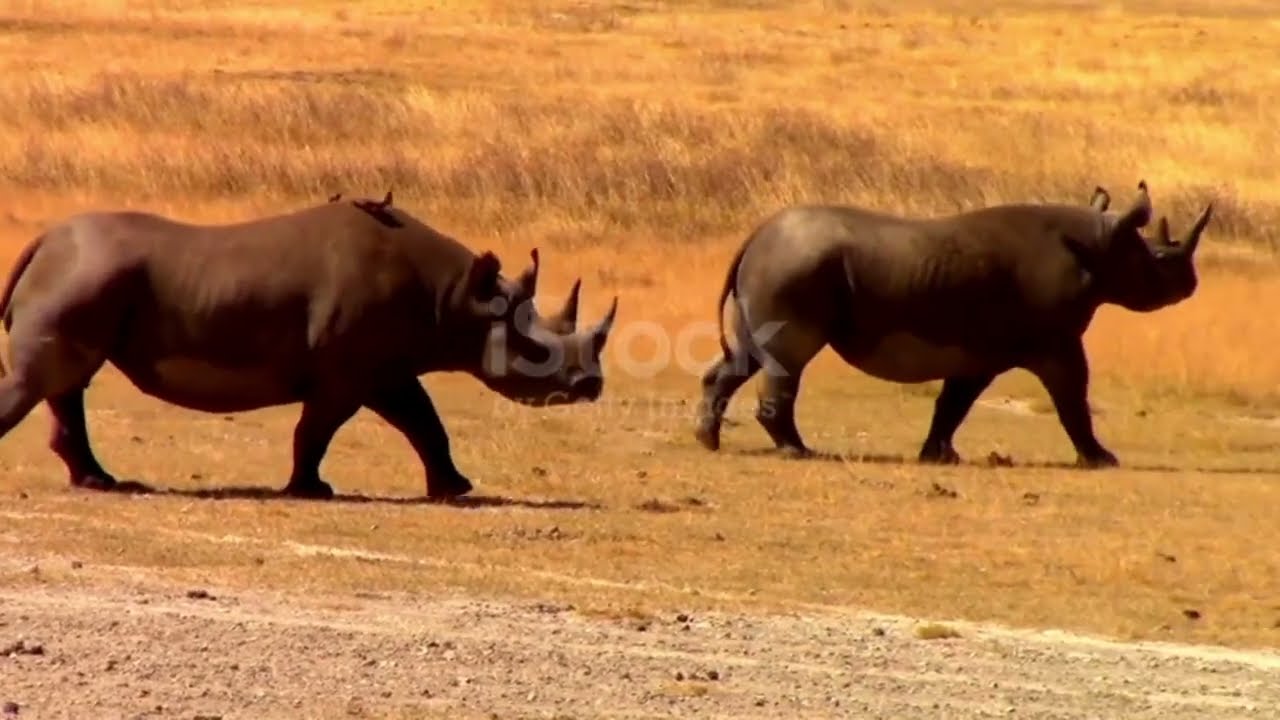पश्चिम अफ्रीकी काला गैंडा  #Black Rhinoceros