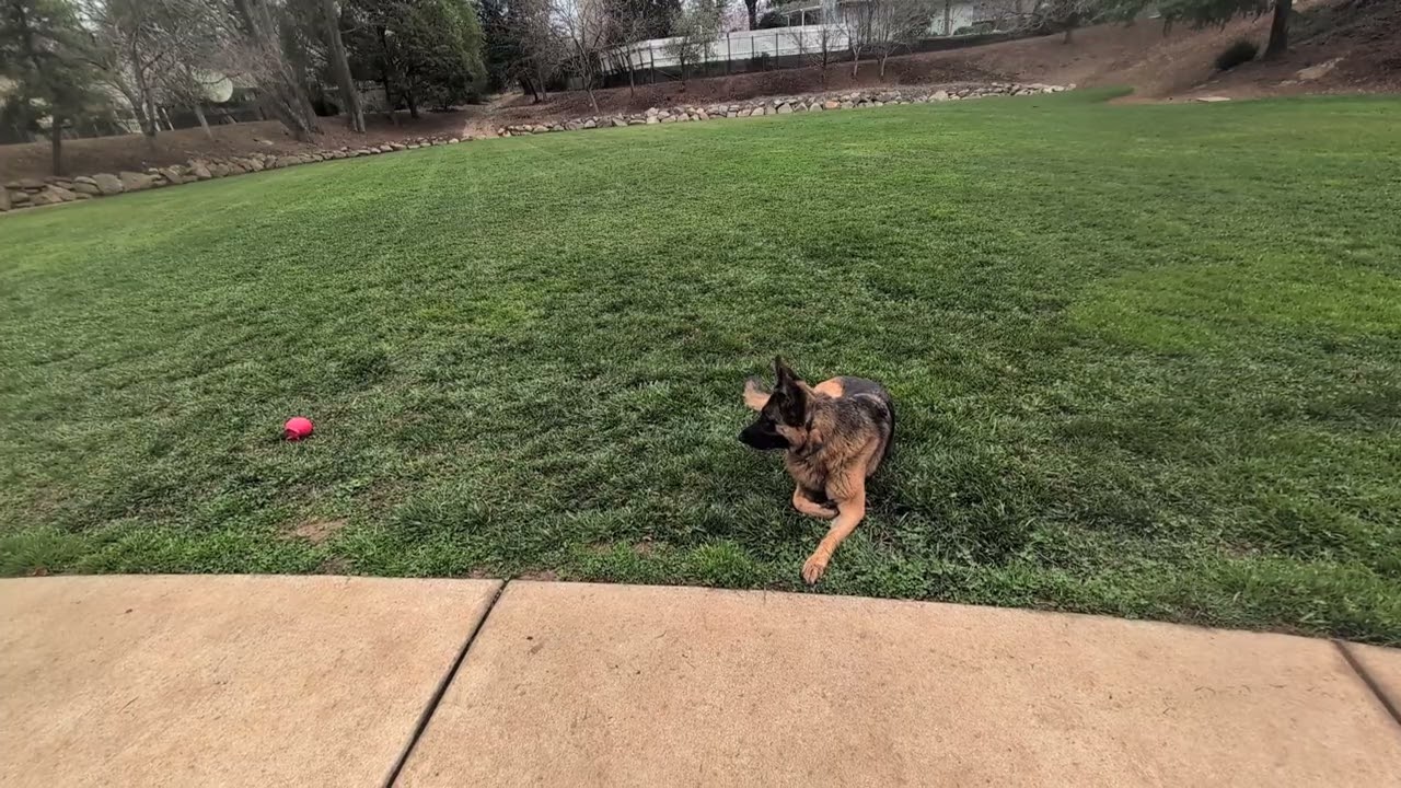 Down stay with distractions - Intermediate/Advanced level