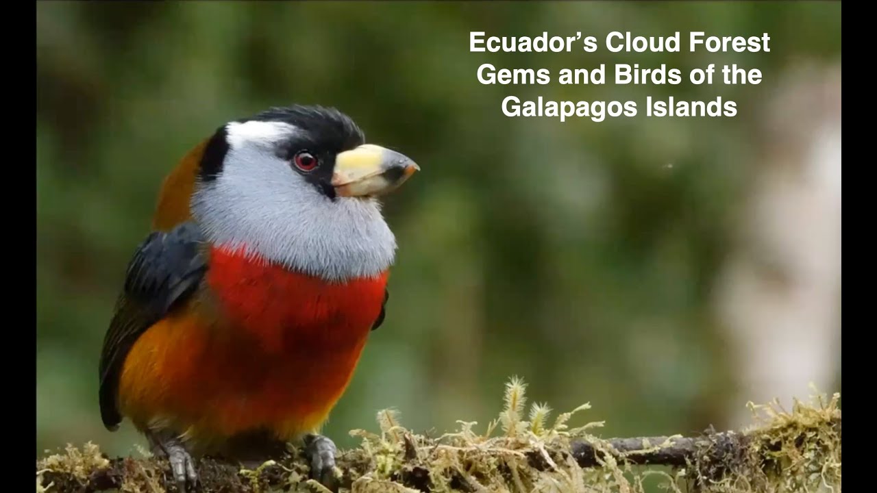 Ecuador’s Cloud Forest Gems and Birds of the Galapagos Islands 23.11.06