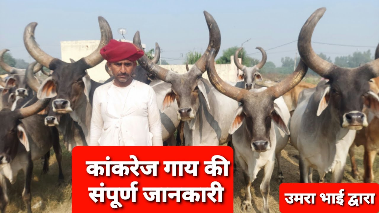 उमरा भाई का शानदार कांकरेज गऊ पालन ।।  kankrej cow breeder Umra Bhai । #cow #dairyfarm #superbreeder