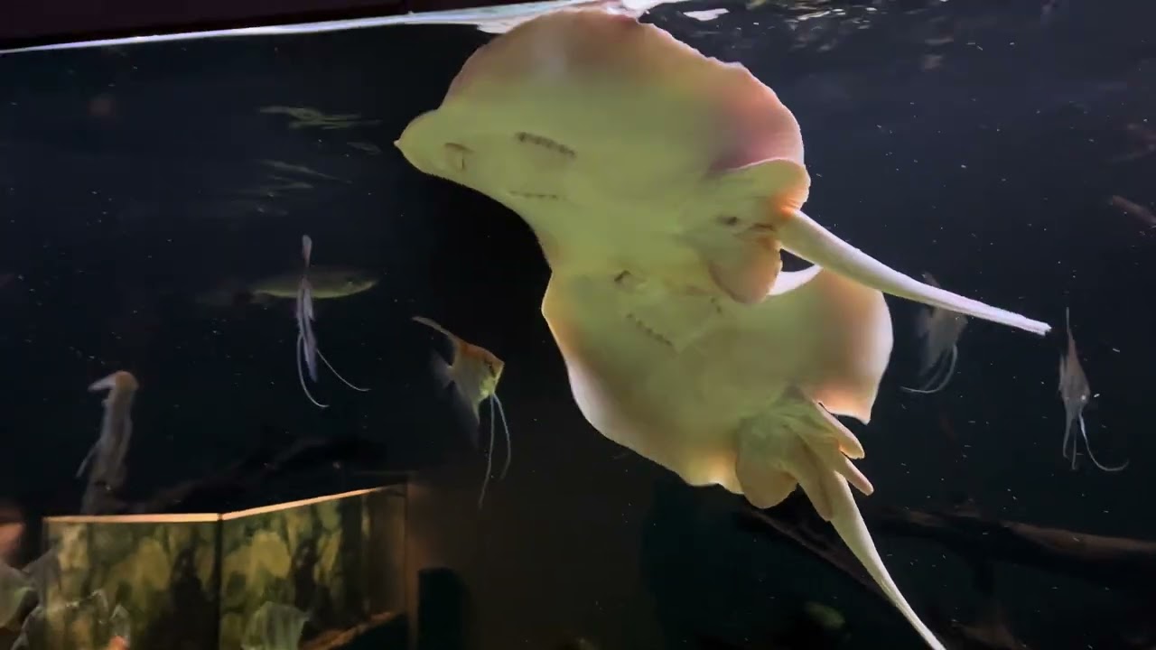 Freshwater stingray Golden base albino pearl courtship and mating (Potamotrygon jabuti) #stingray