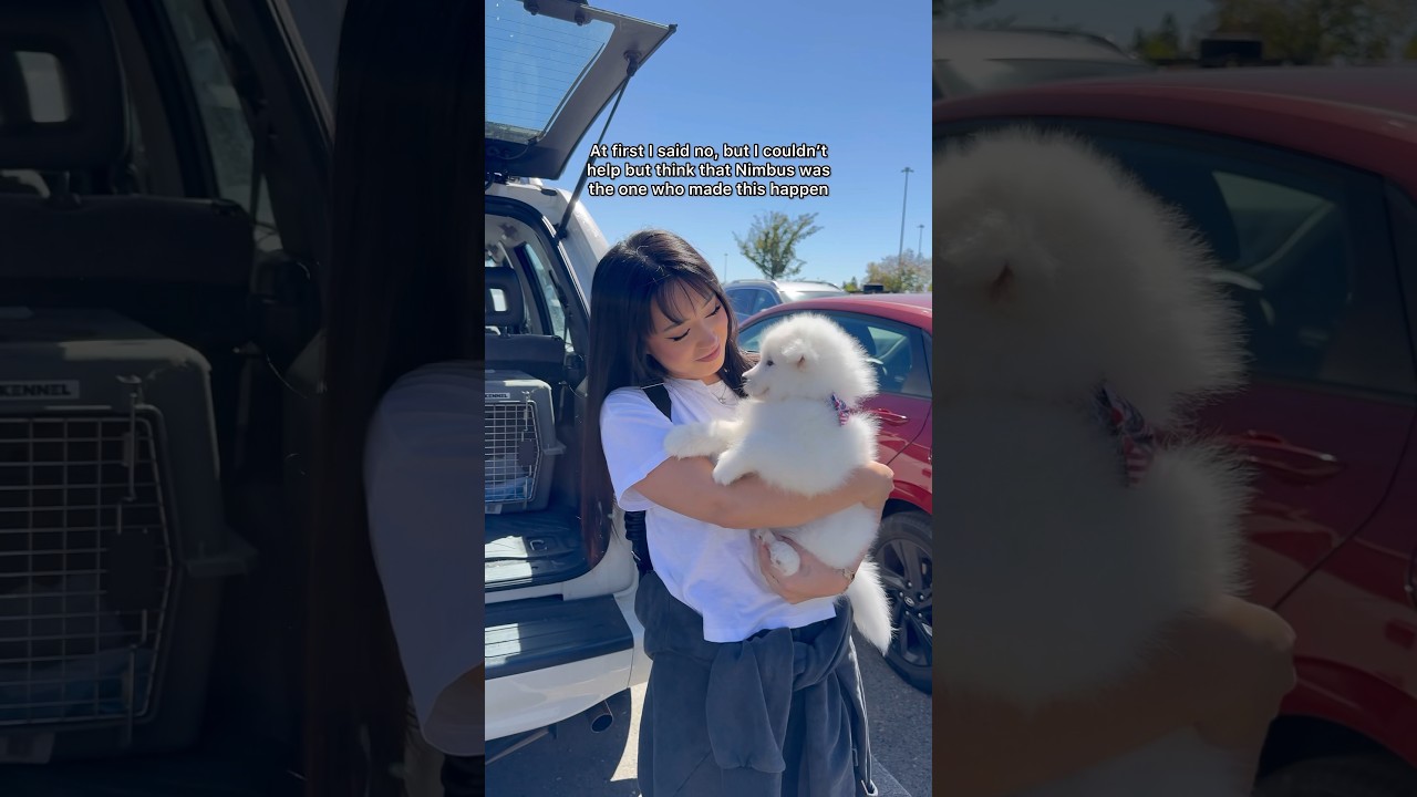 Why I got a new dog