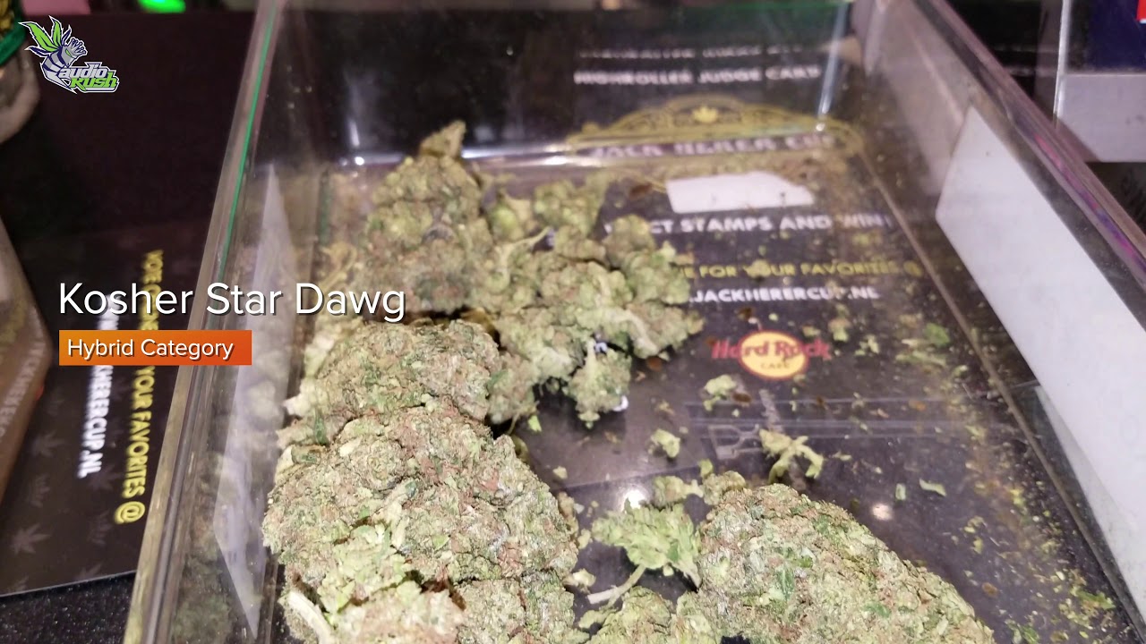 Viewing Entries at Prix d'Ami Coffeeshop &bull; Jack Herer Cup Amsterdam 2020