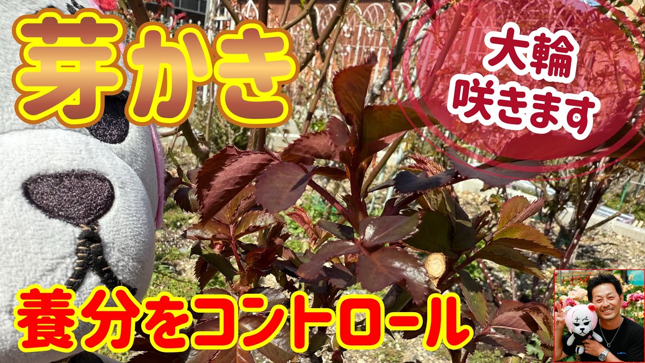 Grow large flowers🌹【Pruning】Control nutrients‼️