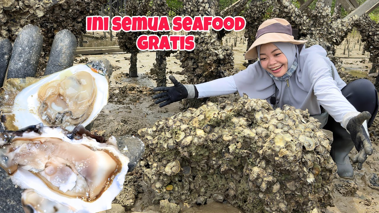 AMBIL SECUKUPNYA‼️Tiram(OYSTER) dan Teritip Gratis