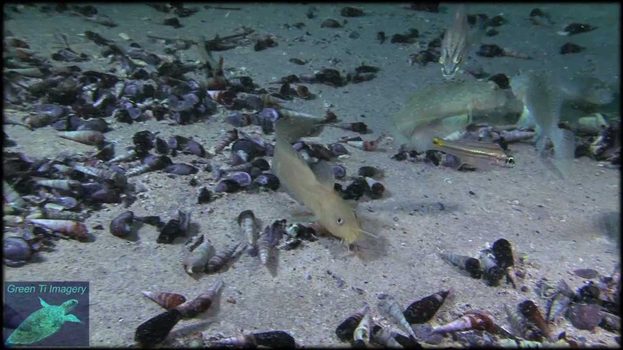 Scuba Diving in Barracuda Lake, Coron, Palawan, The Philippines hd 2011