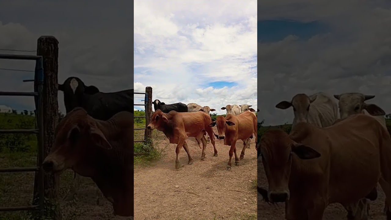 Mais um dia a dia na lida da fazenda #ro&ccedil;a #gado #fazenda #youtube #vidanocampo #vidanaro&ccedil;a #shorte