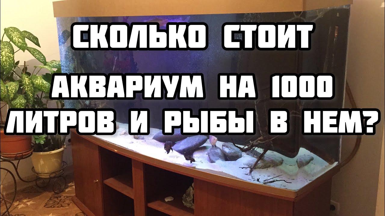 Сколько стоит аквариум на 1000 литров и рыбы в нем? (Мурена, Африканская щука, Арована..)