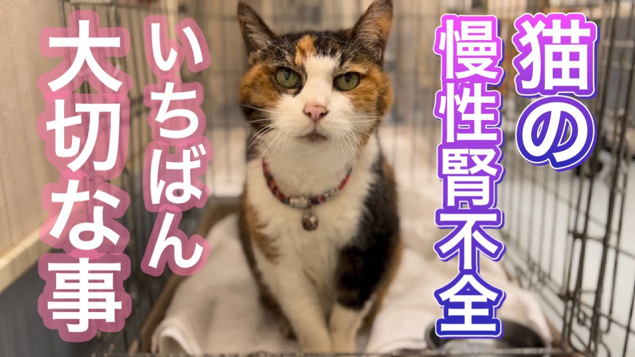 猫の腎臓病治療で一番大切だと思う事～ナナさんは今日も尊い～