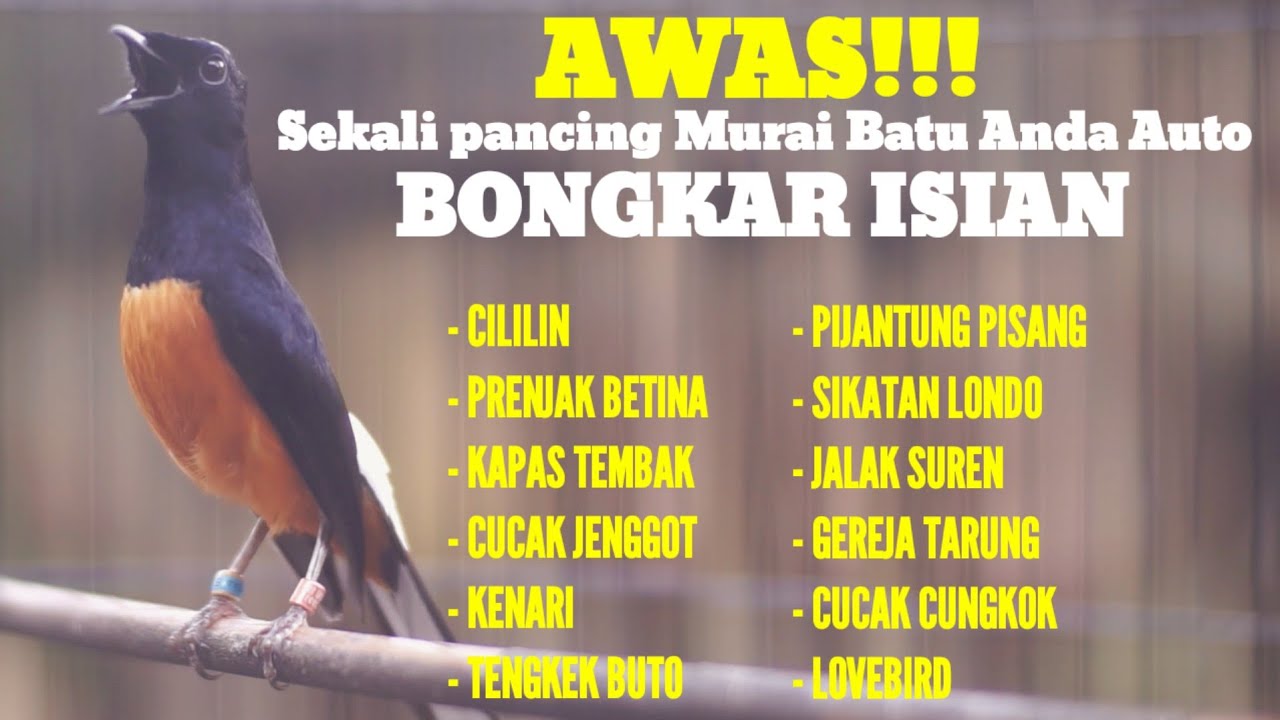 MASTERAN MURAI BATU GACOR TEMBAKAN MEWAH AMPUH BUAT PANCINGAN MURAI BATU ANDA