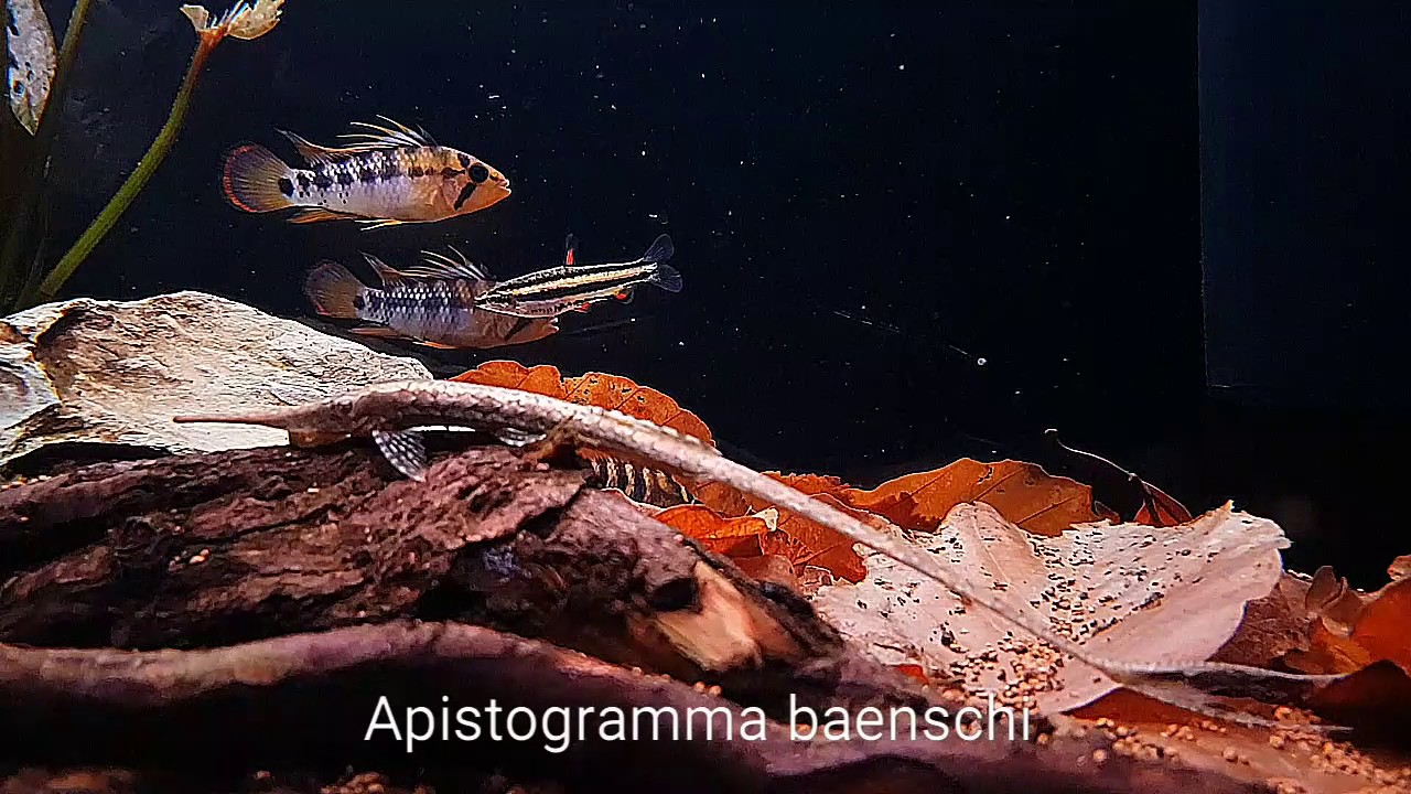 Inka-Zwergbuntbarsch, Apistogramma baenschi - Shrimp-Visions