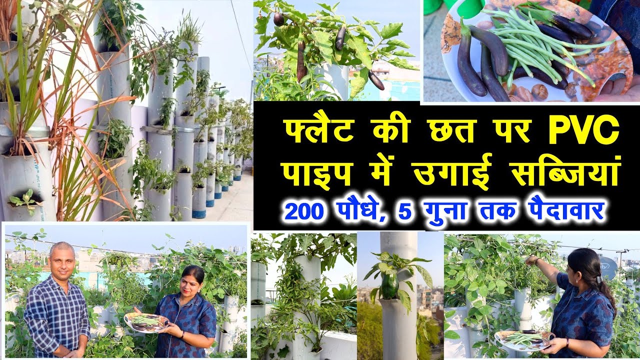 कपल का कमाल: 50 गज की छत पर PVC पाइप में उगाई सब्जियां, पैदावार देख लोग हैरान, Unique Kitchen Garden
