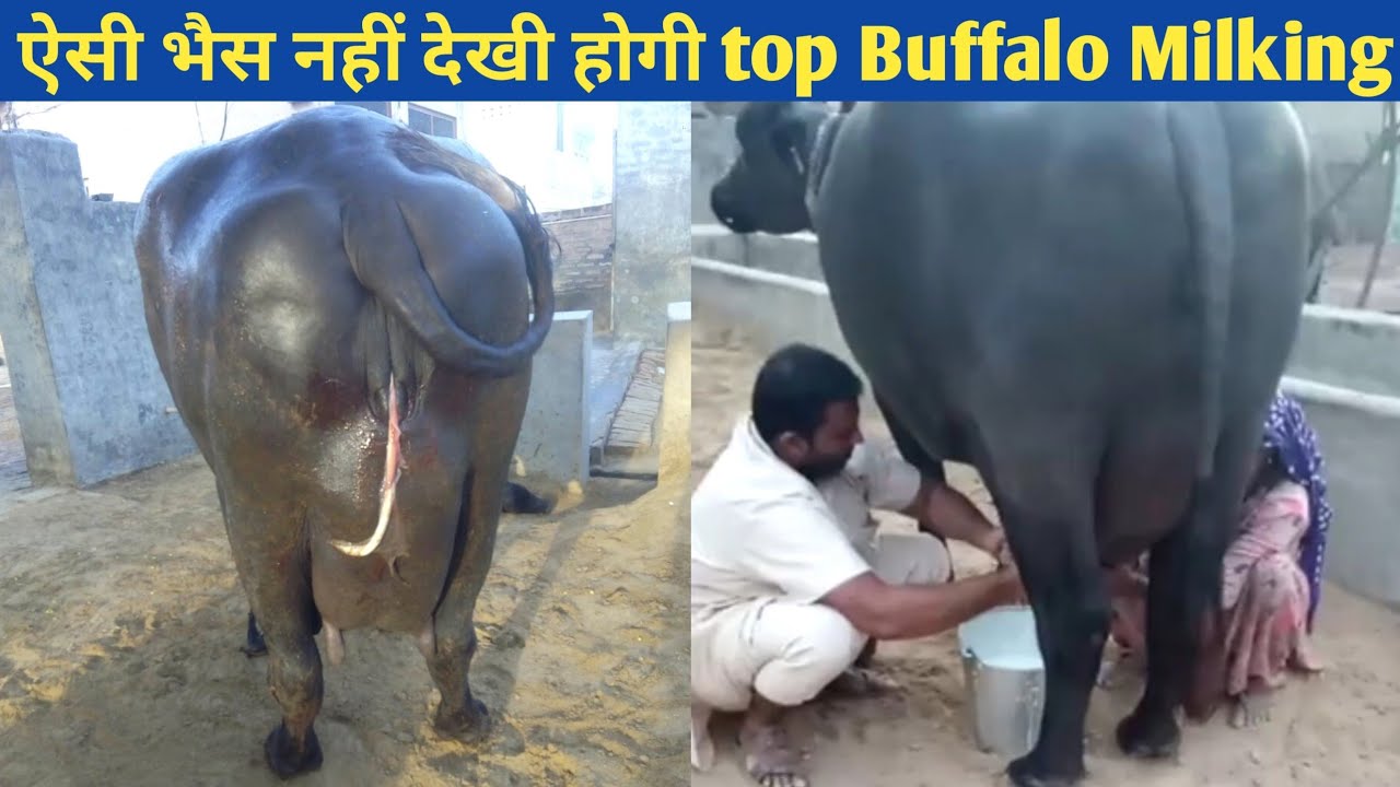 Super Quality murrah Buffalo SARASWATI 🔴LIVE Milking @Dhanda dairy farm haryana india