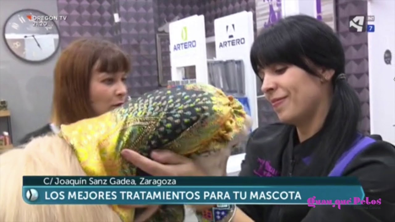 ¿Cada cuanto va tu perro a la peluquería? Aragón en Abierto