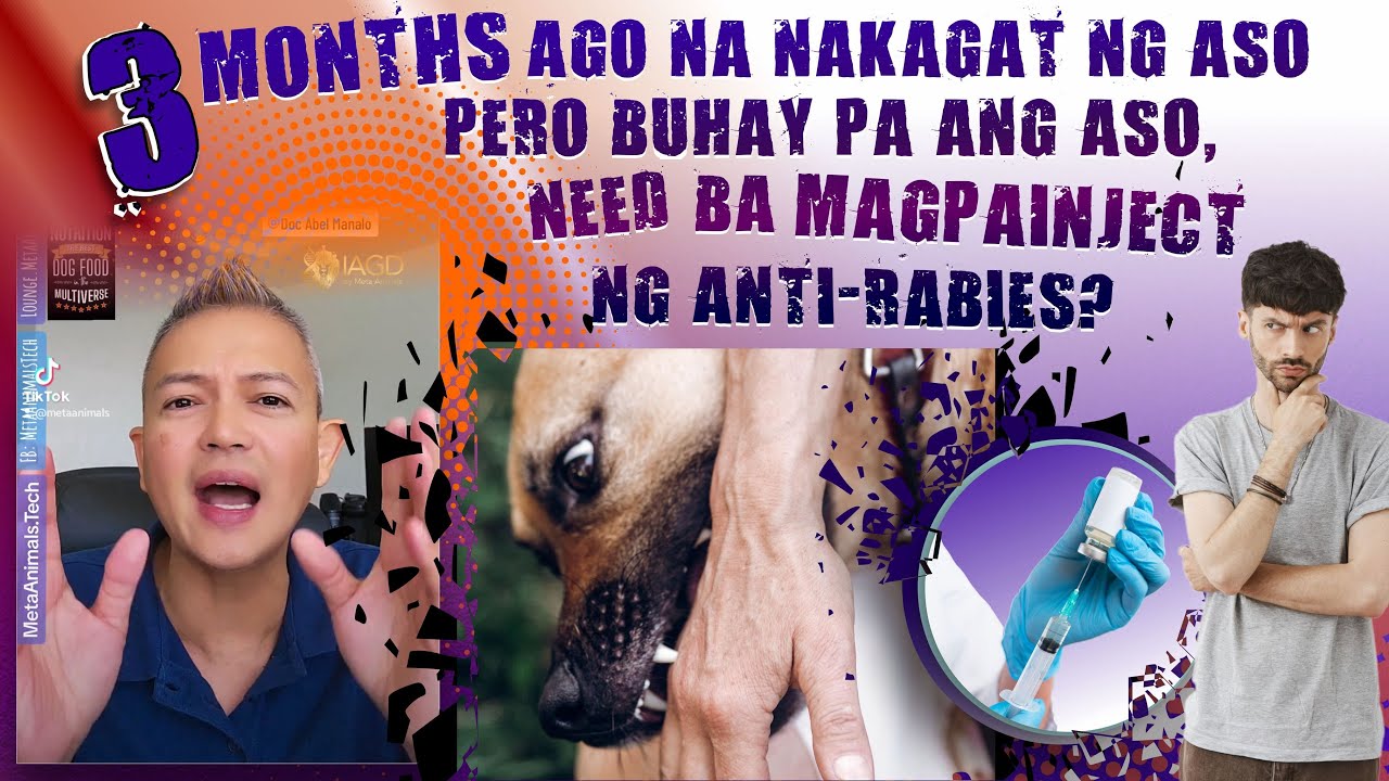 3 MONTHS AGO NA NAKAGAT NG ASO PERO BUHAY PA ANG ASO, NEED BA MAGPAINJECT NG ANTI-RABIES?