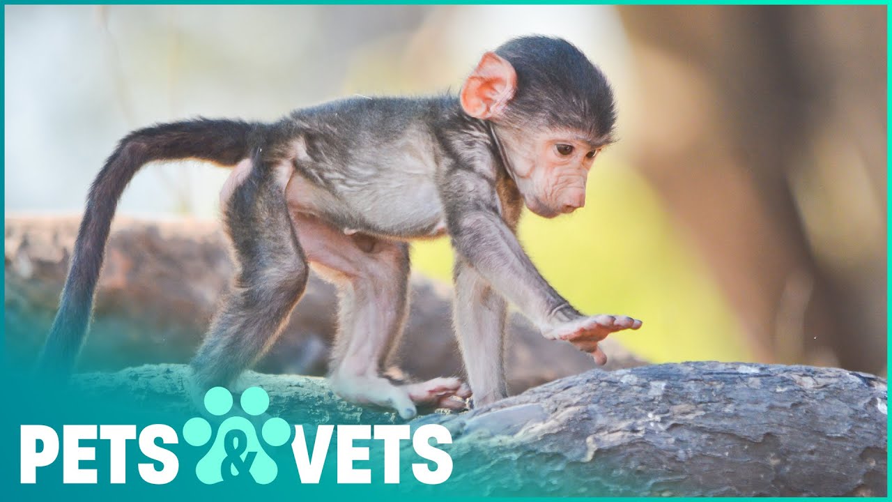 Meet Africa's Incredibly Cute Baby Animals | Nature's Babies