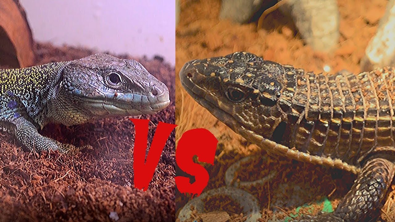 Best Pet Lizard | Jeweled Lacerta vs Sudan Plated Lizard
