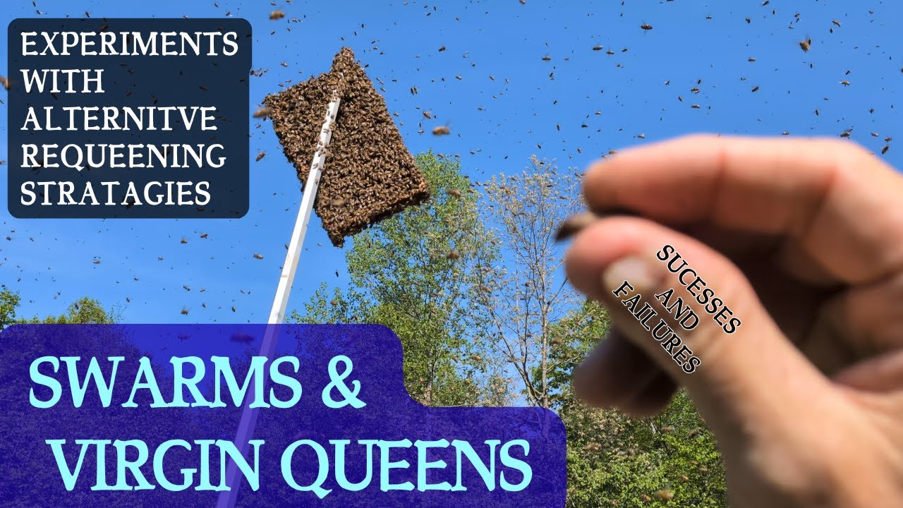 Alternative virgin queen introduction technique experiments. Successes and failures 
