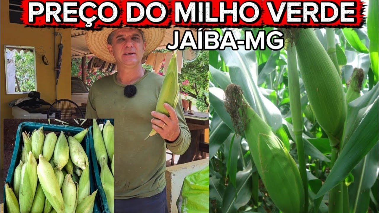 PREÇO QUE ESTOU VENDENDO O MILHO VERDE. JAÍBA-MG 