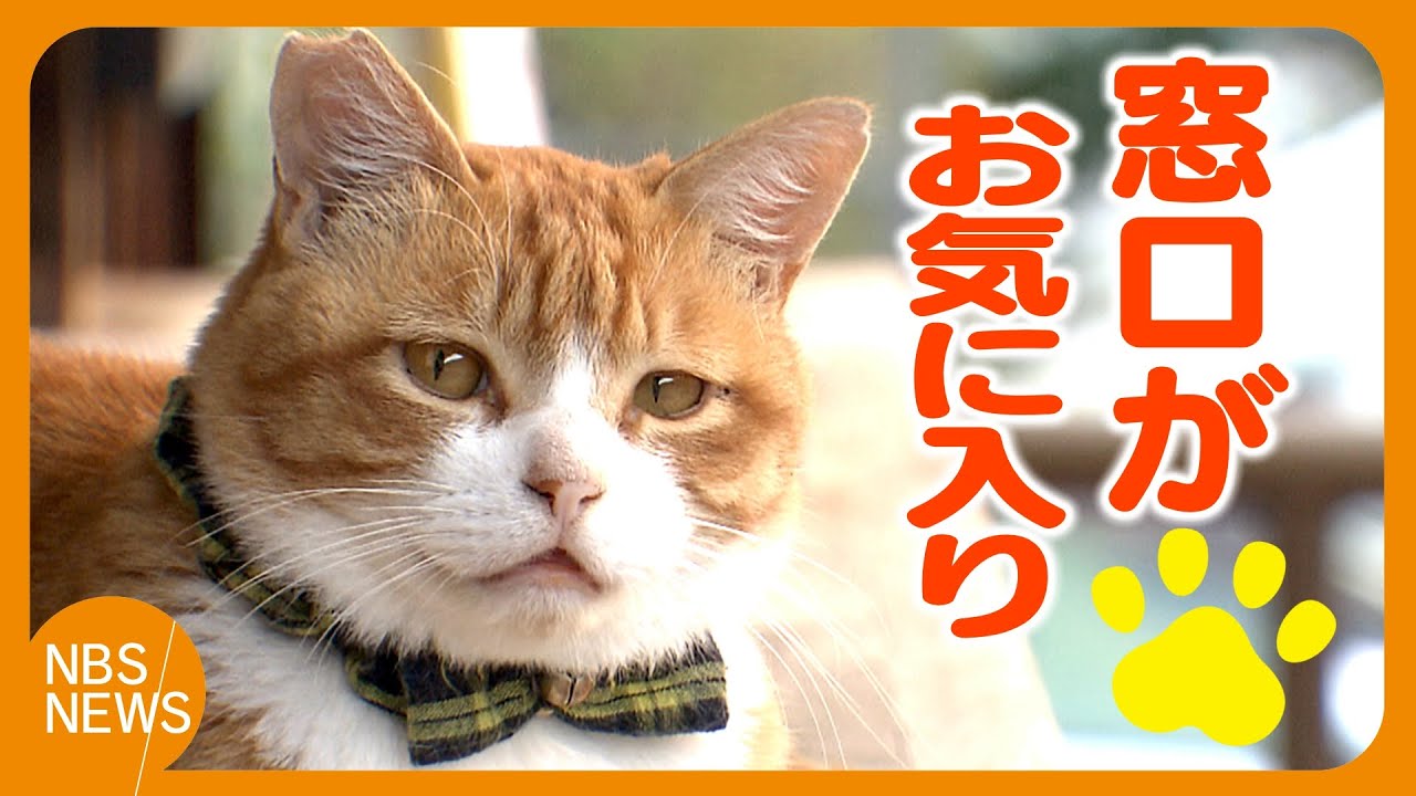 地域猫「みぃちゃん」バス営業所の窓口で気ままに過ごす