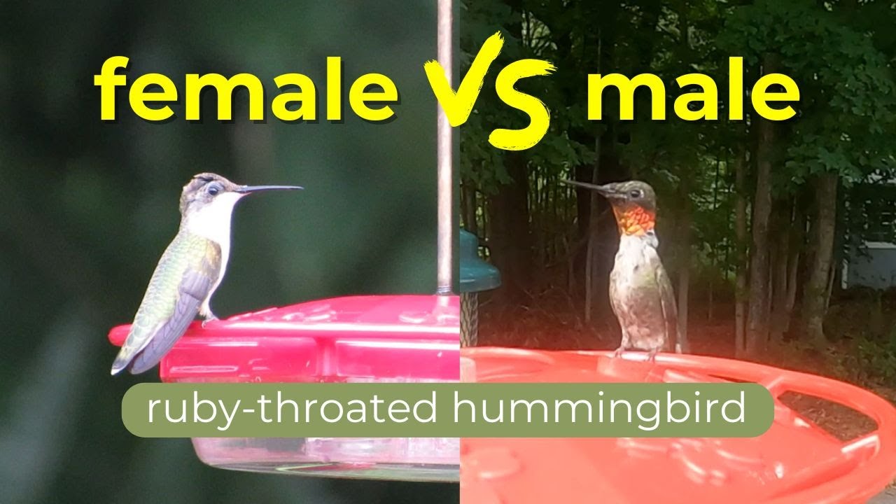 Female vs male ruby-throated hummingbirds: main differences
